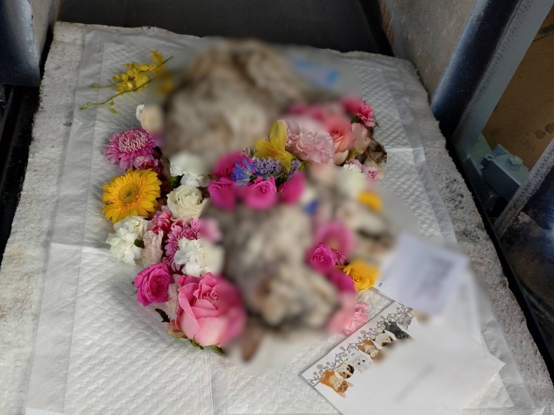 福井市で元地域猫の猫ちゃんの旅立ちをお手伝いしました