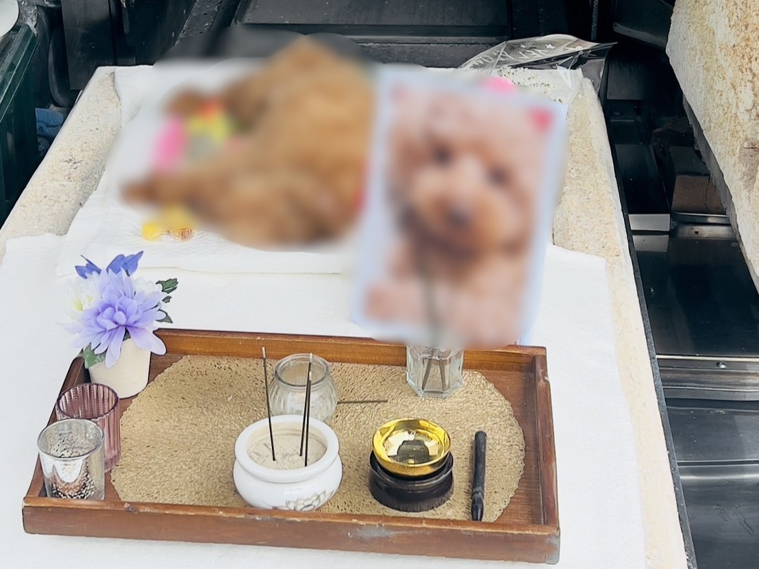 鯖江市でトイプードルちゃんの旅立ちをお手伝いしました